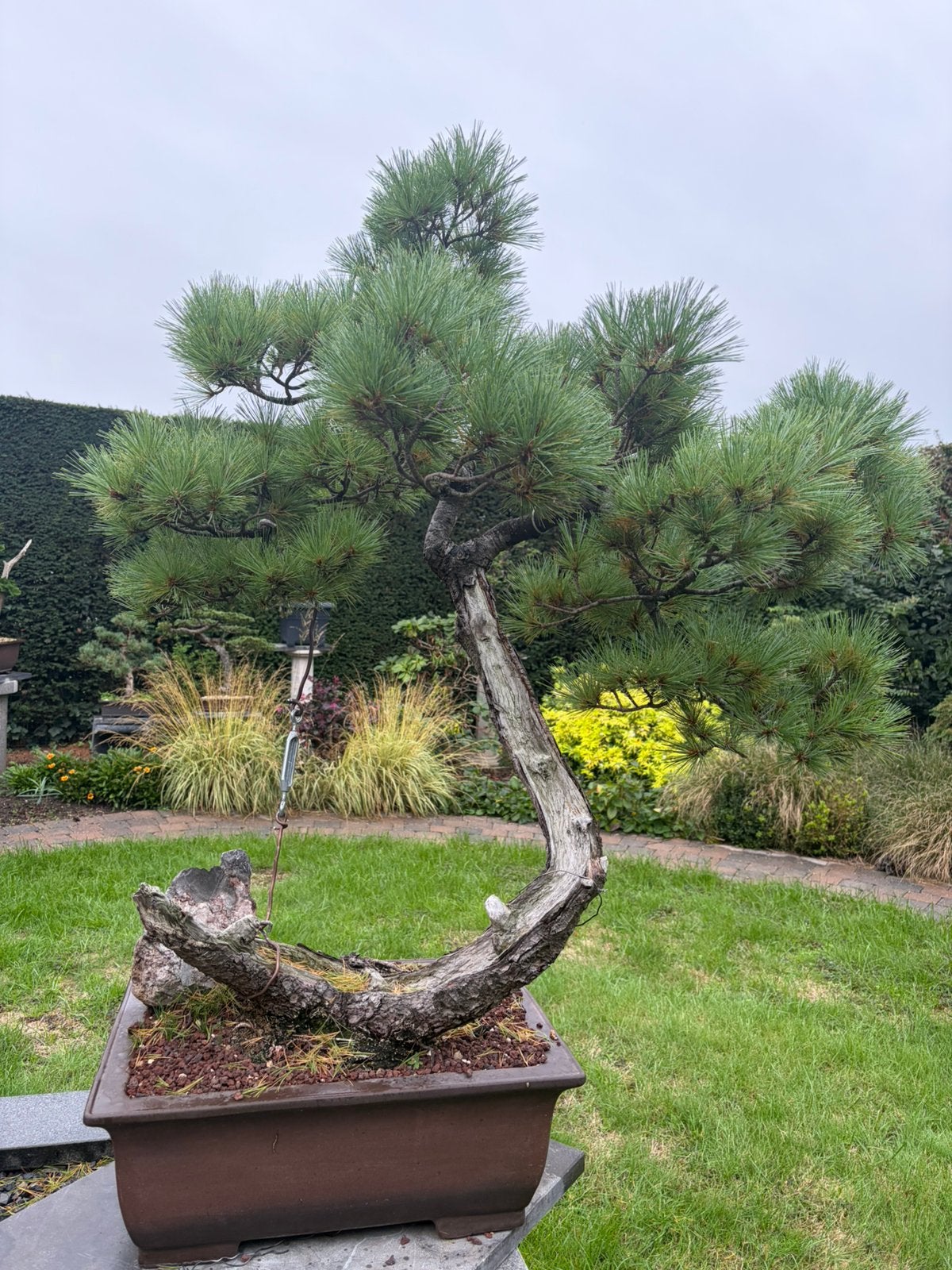 Witte den pinus bonsai, Tuin en Terras, Ophalen, Volle zon, Overige soorten, Minder dan 100 cm