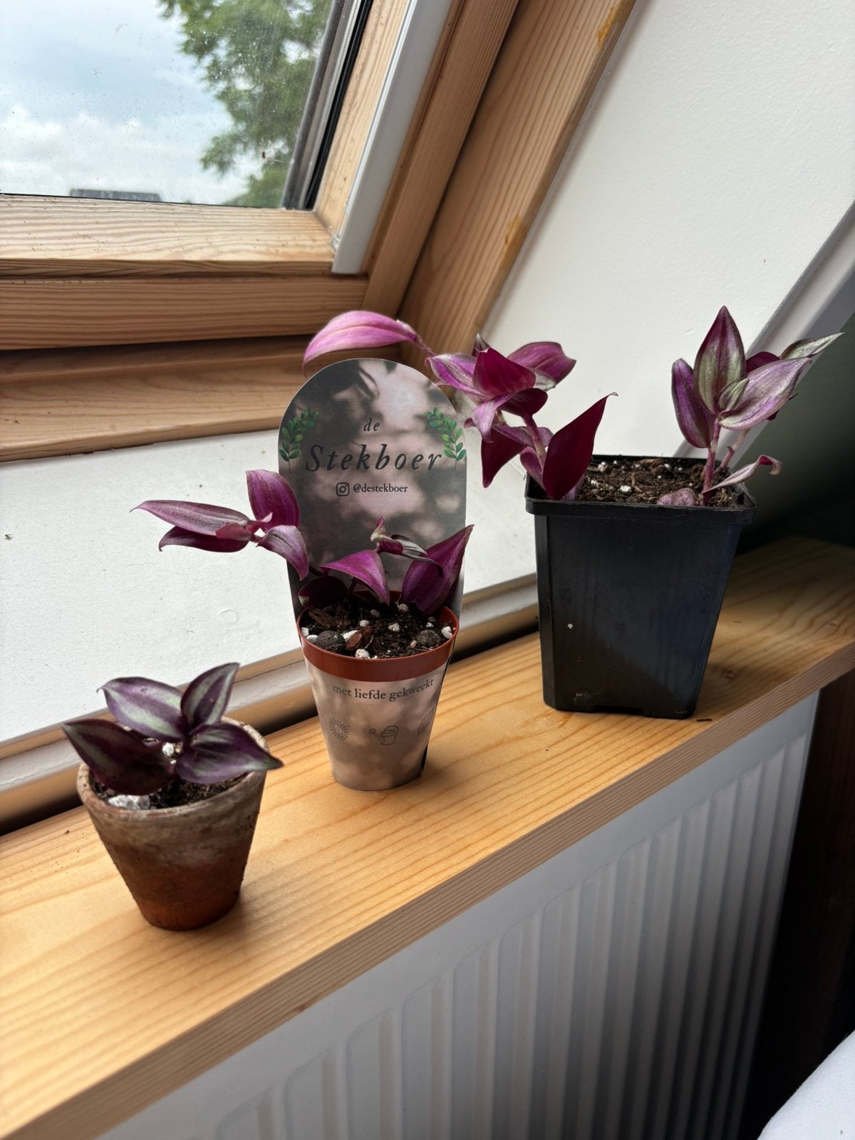 Vaderplanten (tradescantia zebrina) te ruil/ koop, Huis en Inrichting, Ophalen, Halfschaduw, Minder dan 100 cm