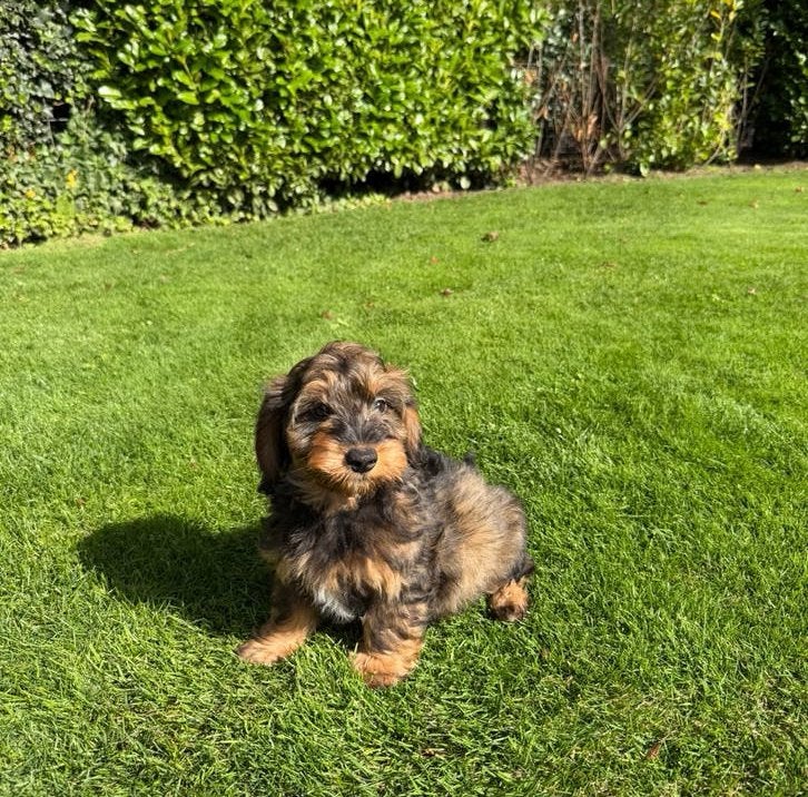 Boomer x Poedel (Boompoo) pups, Poedel, Nederland, CDV (hondenziekte), 8 tot 15 weken