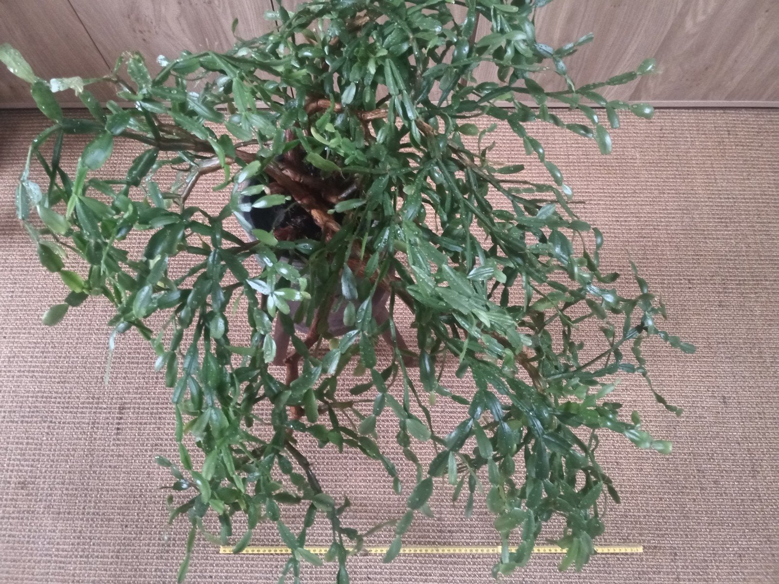 Lidcactus roze bloeiend rond kerst 100 cm omvang, Huis en Inrichting, Kamerplanten, Ophalen, Halfschaduw, Cactus, Minder dan 100 cm
