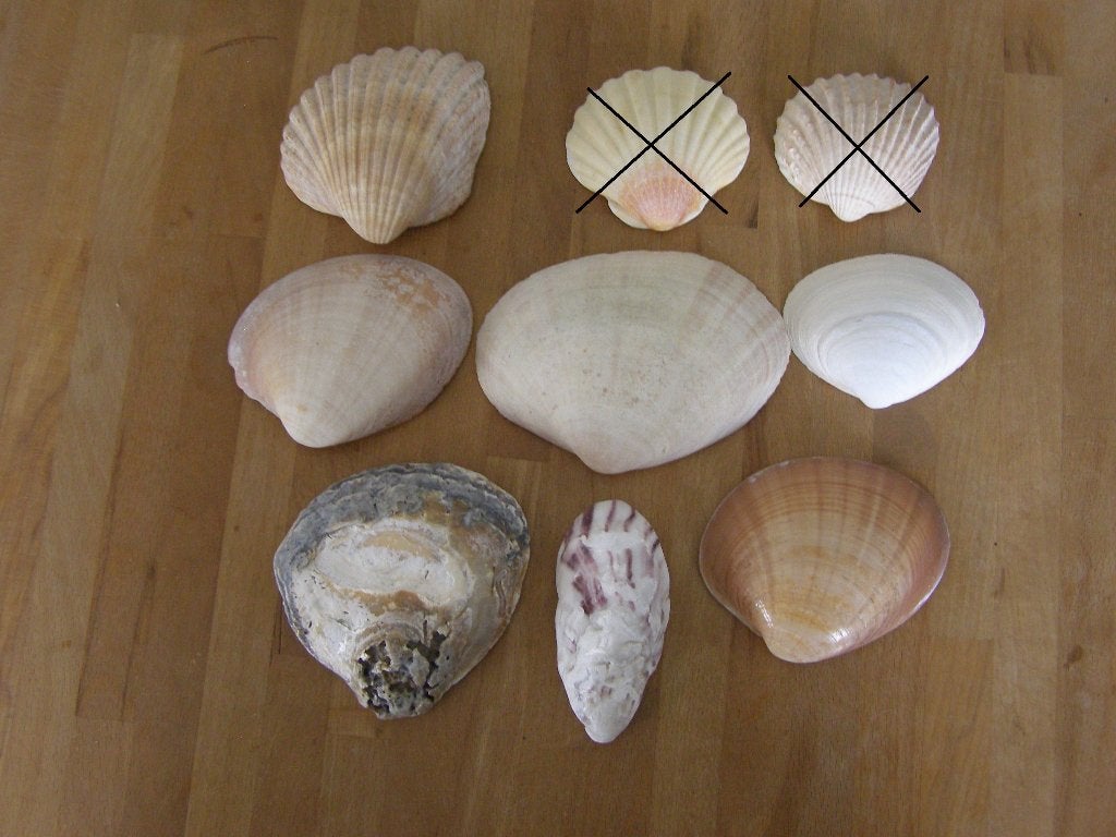 Schelpen, verschillende soorten en maten, Ophalen of Verzenden, Schelp(en)