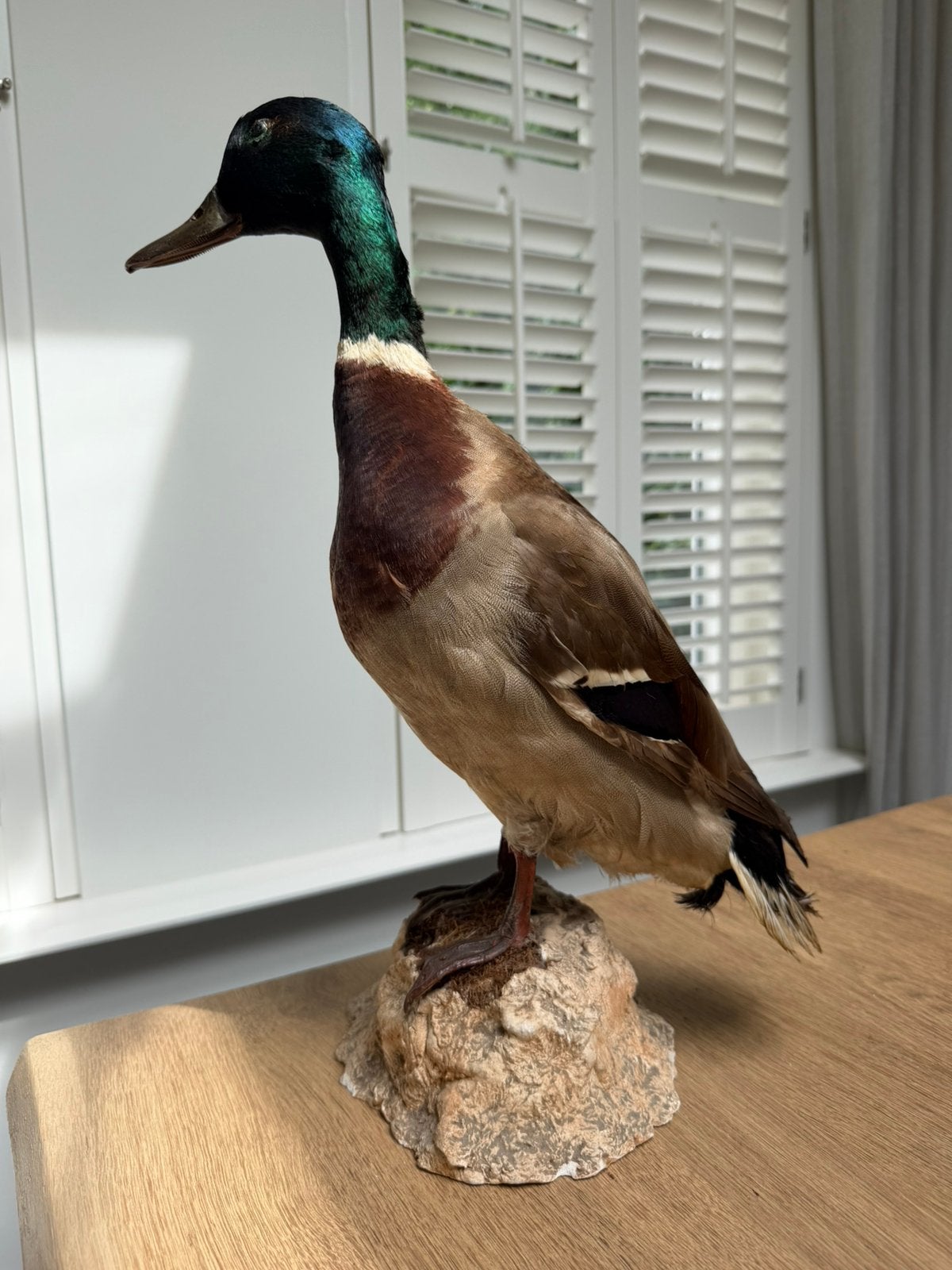 Prachtige opgezette eend taxidermie, Ophalen of Verzenden, Zo goed als nieuw, Vogel, Opgezet dier