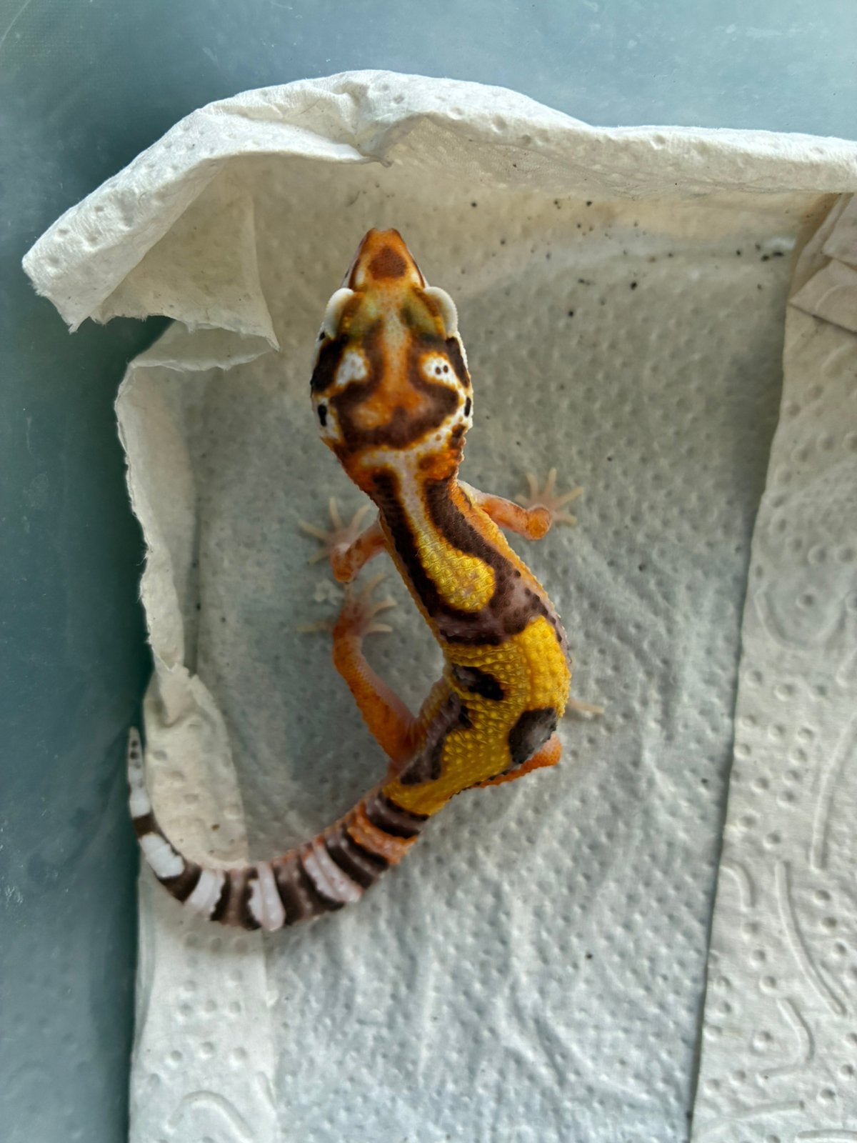 2x jonge luipaardgekko 0.0.2, Dieren en Toebehoren, Hagedis, 0 tot 2 jaar