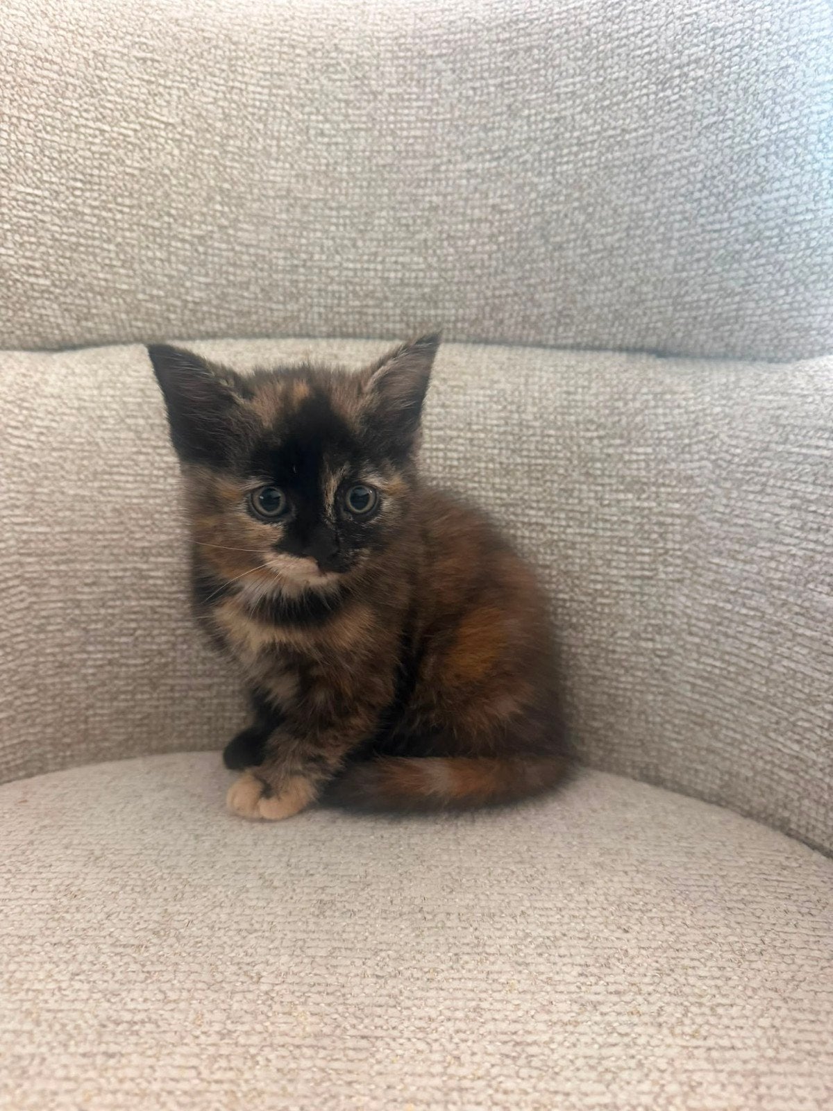 2 kittens te koop, moeder is een britse ragdoll, Poes