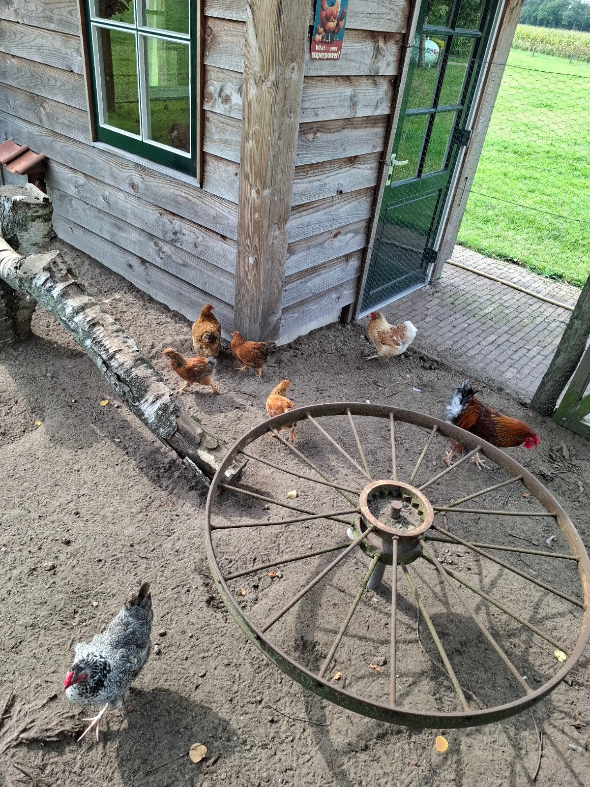 Wyandotte krielkippen, Dieren en Toebehoren, Meerdere dieren, Kip