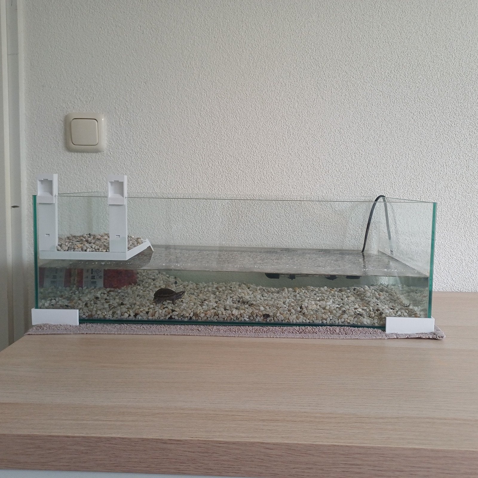 Muskus baby schildpad + terrarium, Dieren en Toebehoren, Ophalen of Verzenden