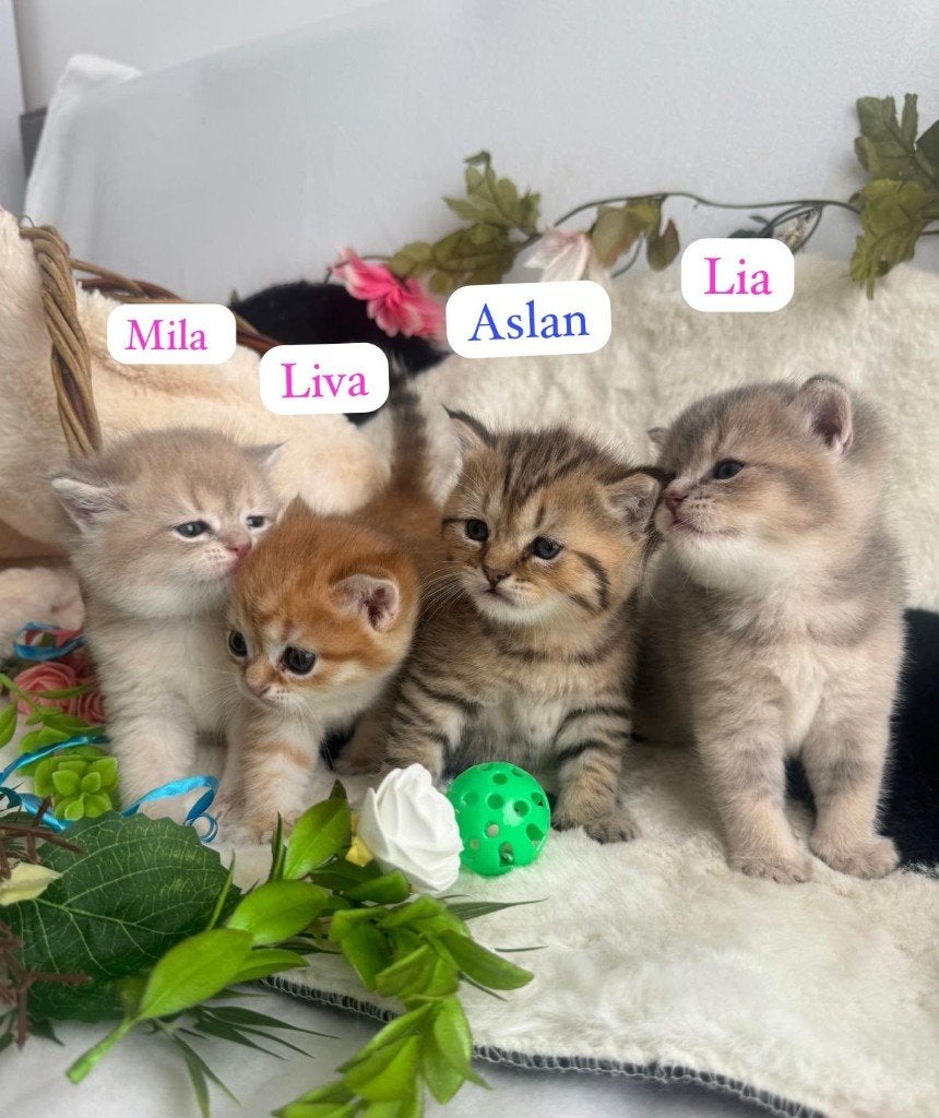 4 Prachtige Britse Korthaar kittens ️ 3 meisjes 1 jongen, Meerdere dieren, Gechipt, 0 tot 2 jaar