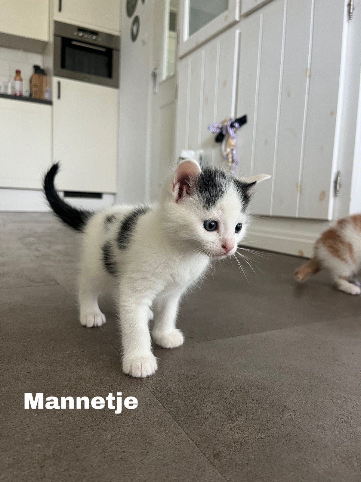Boerderij kittens, Dieren en Toebehoren, Katten en Kittens | Overige Katten, Meerdere dieren