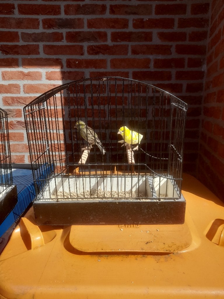 te koop mooi klein type Raza Espagnola kanaries, Dieren en Toebehoren, Vogels | Kanaries, Meerdere dieren, Kleurkanarie