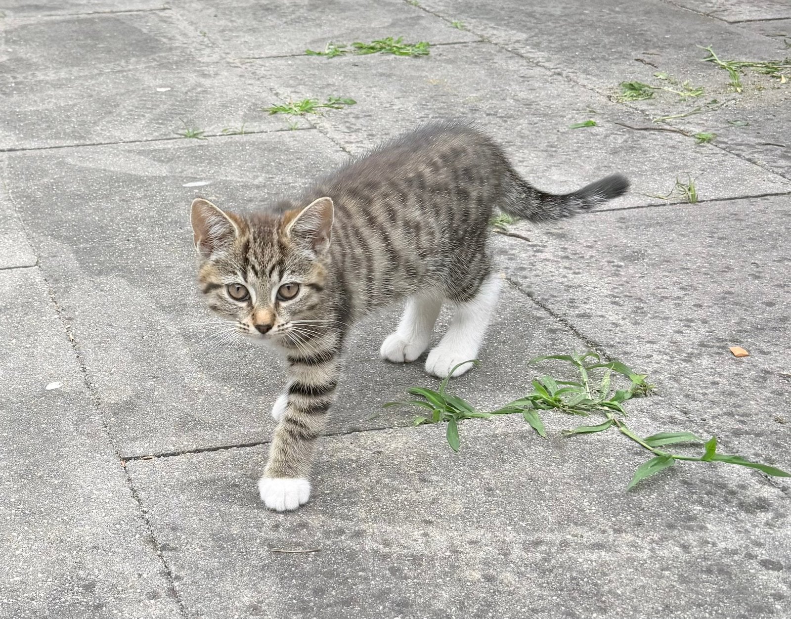 3 schattige kittin 9 maandelijks, 0 tot 2 jaar