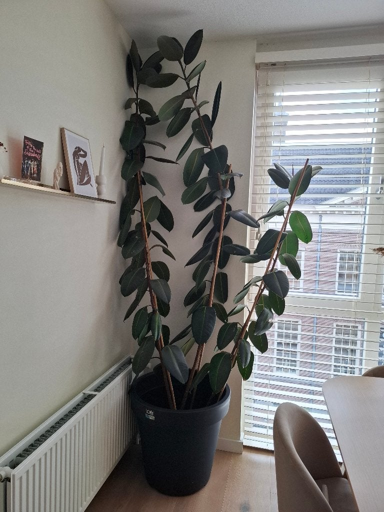 Pot incl. kamerplant, Ophalen, Ficus, Halfschaduw, In pot