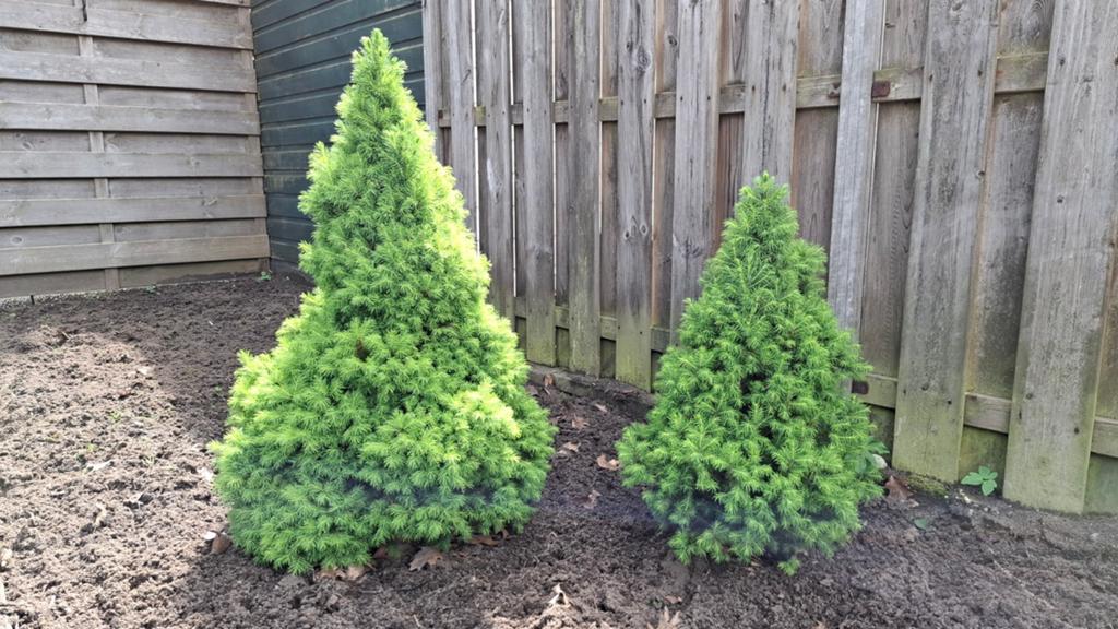 Dwergconifeer (Picea glauca 'Conica') - Set van 2, Ophalen of Verzenden, Overige soorten