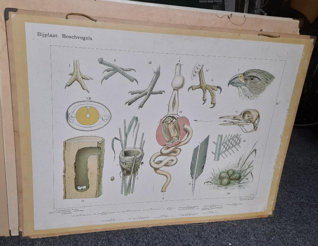 SCHOOLPLAAT BIJPLAAT BOSCHVOGELS, Antiek en Kunst, Ophalen of Verzenden, Natuur en Biologie