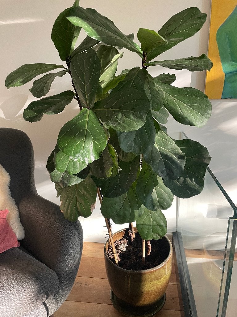 Beautiful Ficus Lyrata + pot, Ophalen, Ficus, Halfschaduw, 150 tot 200 cm