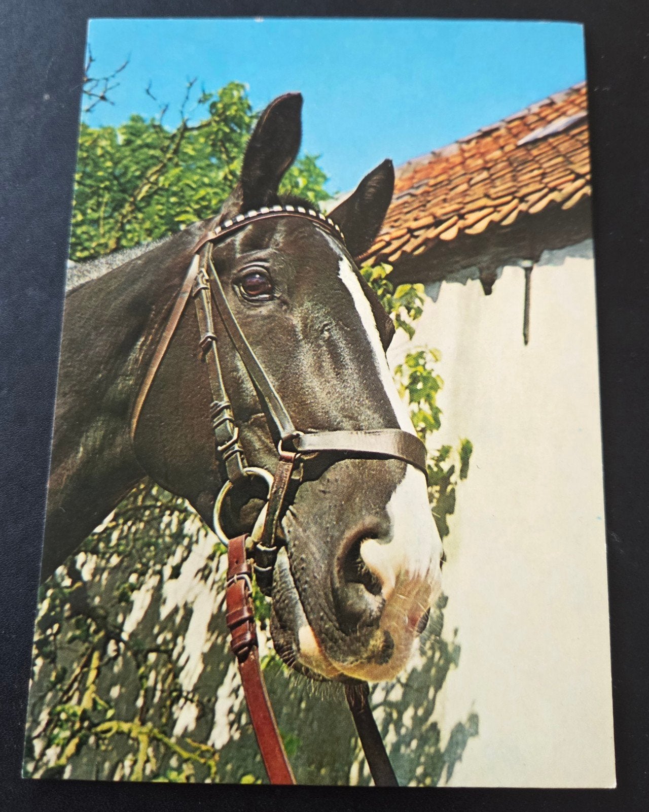 Paard - Dierenbescherming, Verzenden, 1960 tot 1980, Ongelopen, Paard