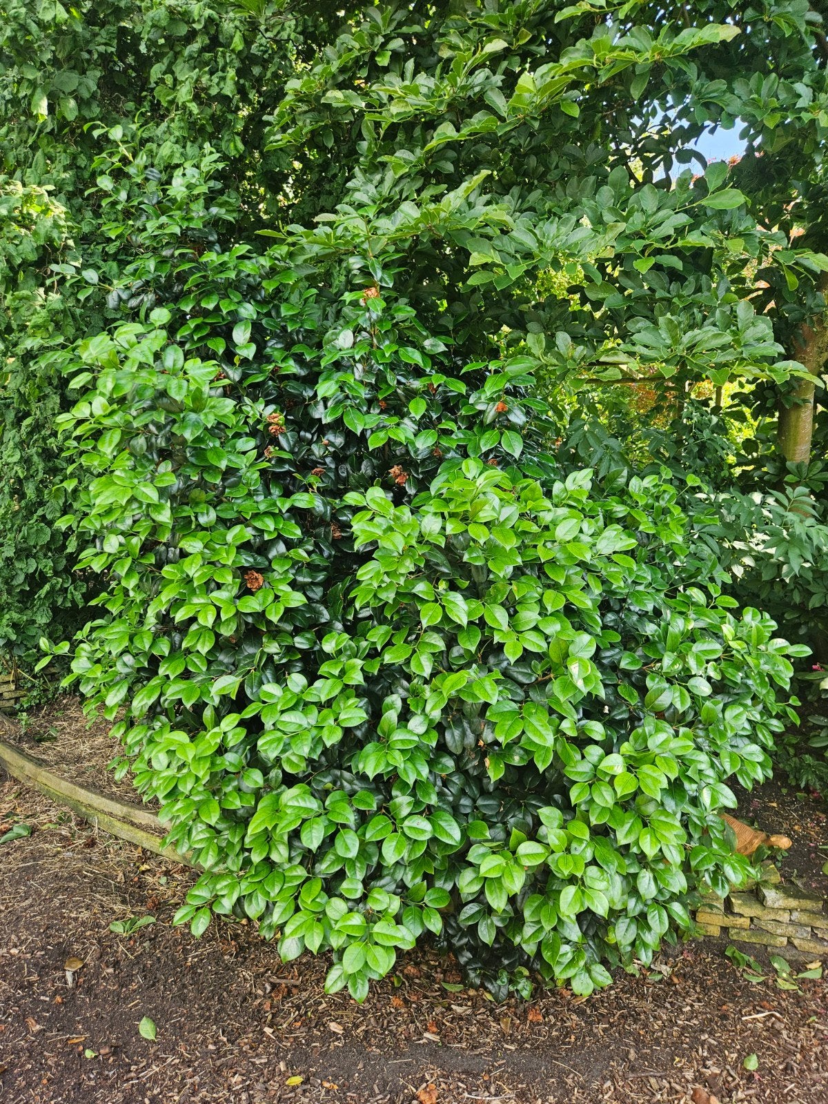 CAMELIA JAPONICA, 4 stuks, rood roze bloemen., Ophalen, Overige soorten