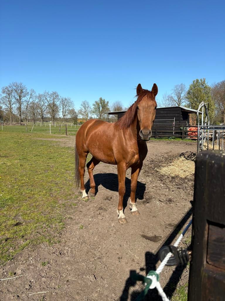3 jarige vos ruin, Dieren en Toebehoren, Met stamboom, Ruin, Dressuurpaard, 3 tot 6 jaar