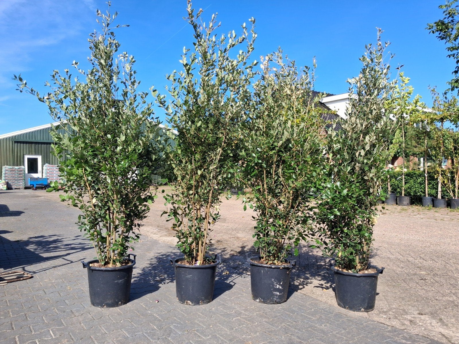 meerstammige Steeneik (Quercus ilex) in pot - Diverse hoogte, Lente, 250 tot 400 cm, Volle zon, In pot