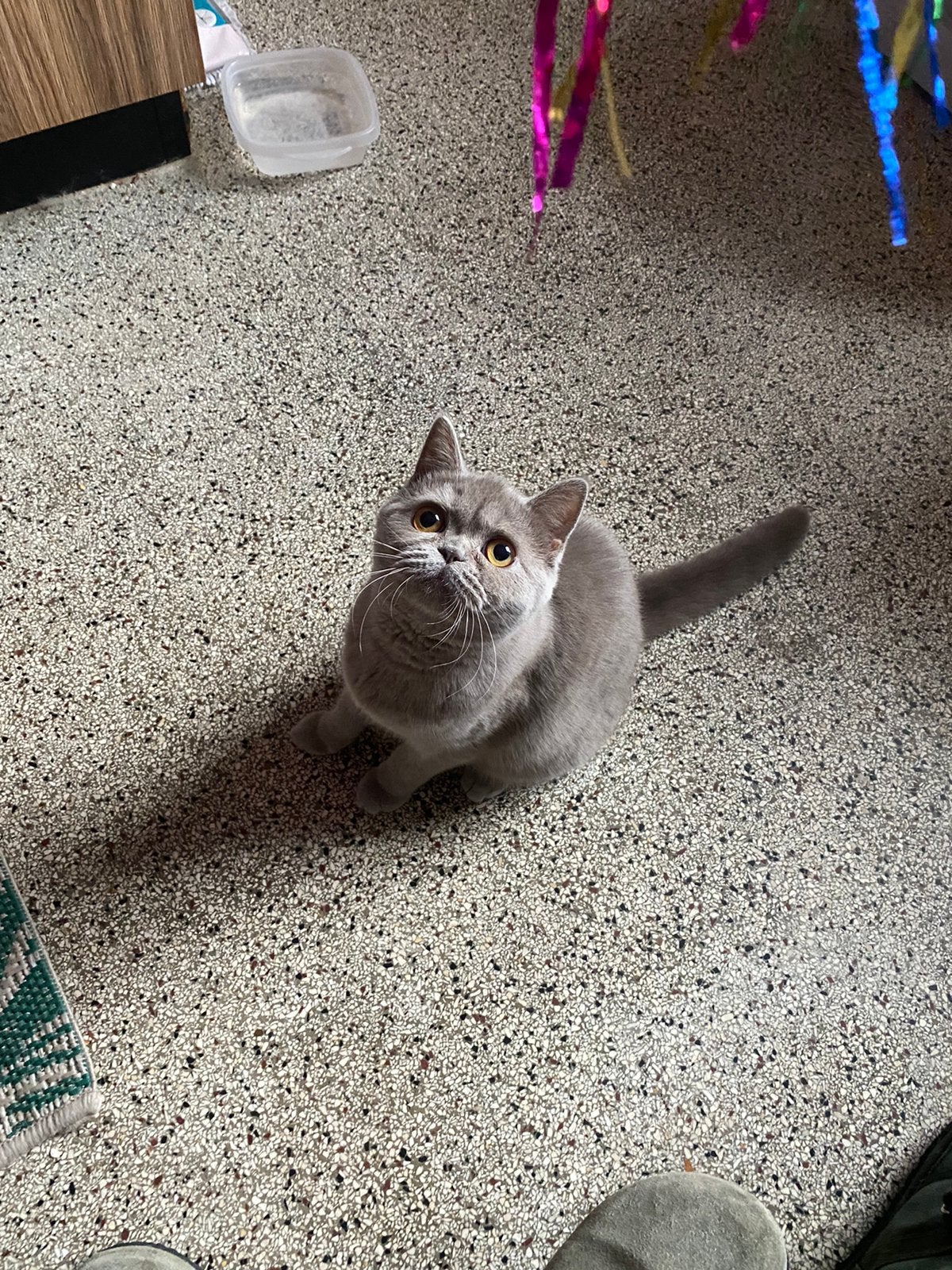 Poes liliak korthaar, Poes