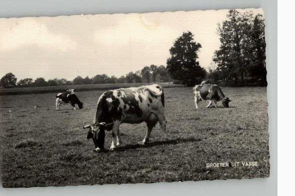 Vasse koeien bij TANTE SIEN Hotel, Verzamelen, Ansichtkaarten | Nederland, Gelopen, Overijssel, 1960 tot 1980, Verzenden
