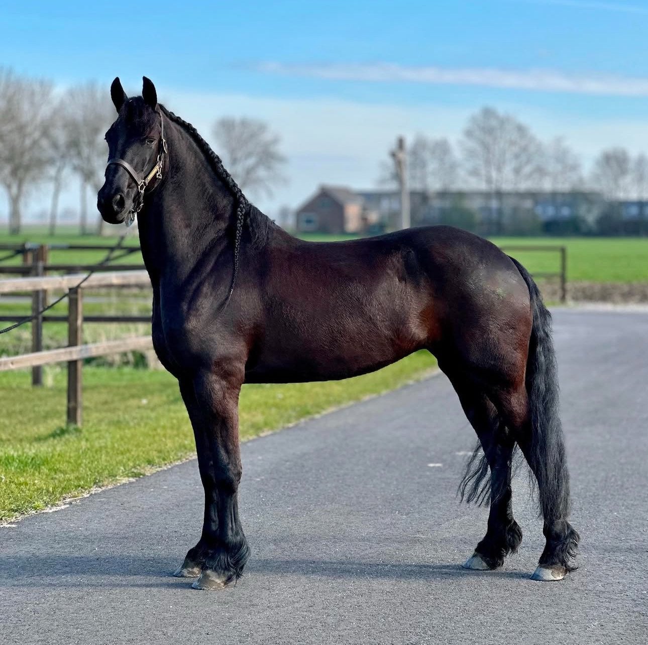 Drachtige Friese Ster AA merrie te koop - super papier!, Merrie, Met stamboom, Dressuurpaard, L