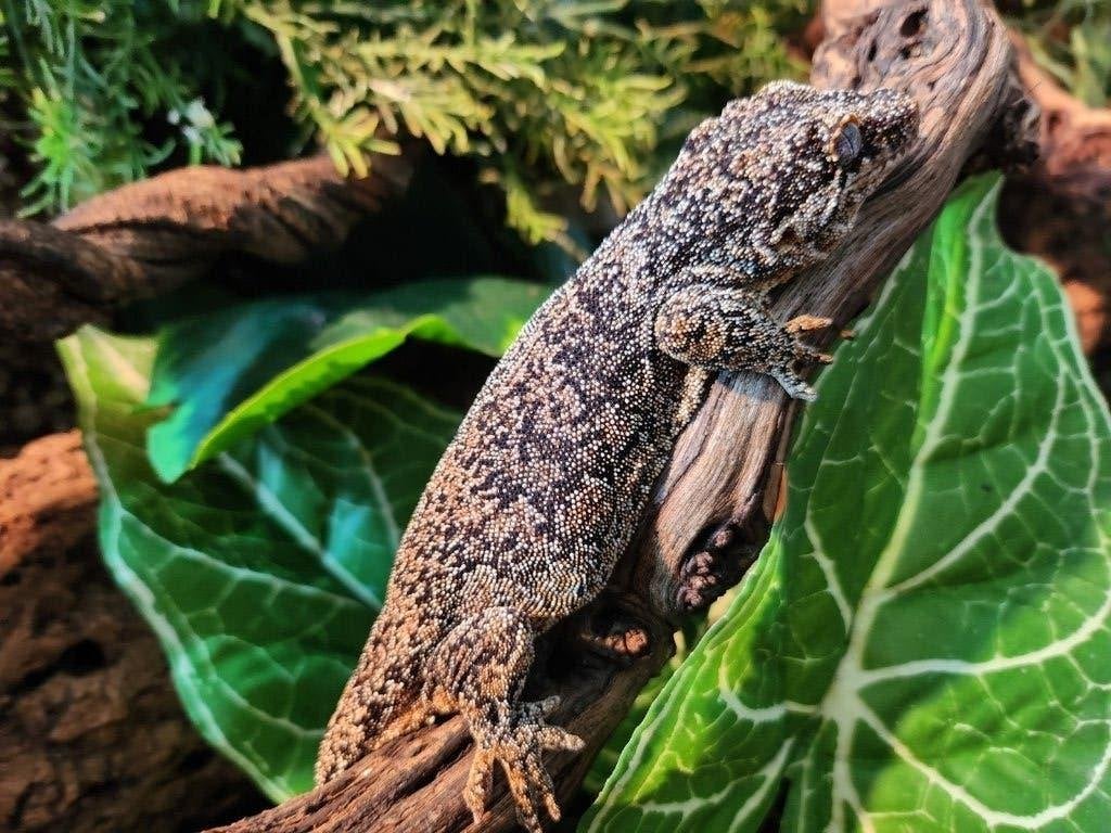 Rhacodactylus Auriculatus (Gargoyle gecko vrouw, Hagedis, Tam, 3 tot 6 jaar