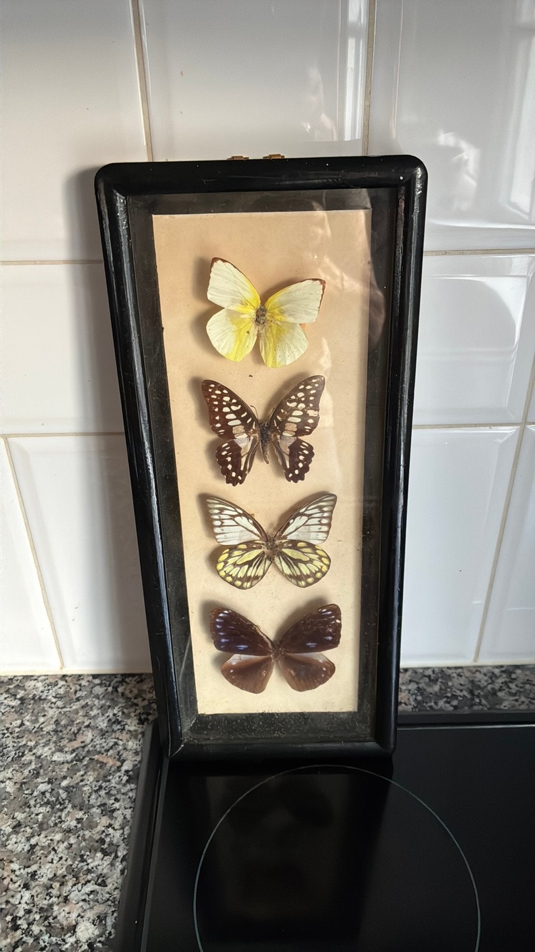 Vlinderkastje met 4 vlinders, Ophalen of Verzenden, Insect, Opgezet dier
