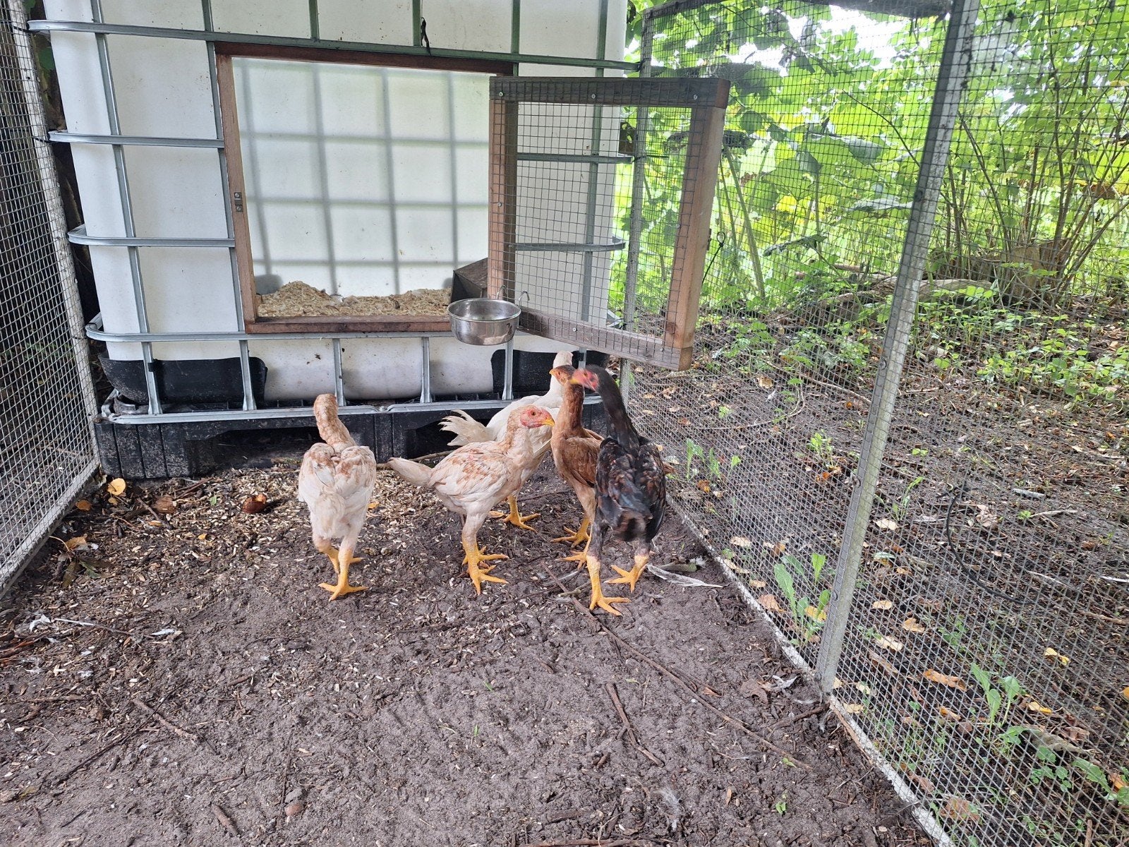 Jonge Maleiers, Dieren en Toebehoren, Meerdere dieren, Kip