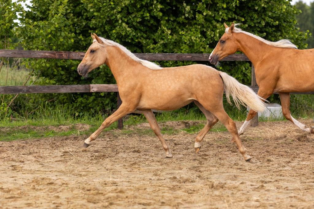 Donkere palomino merrie, Dieren en Toebehoren, Pony's, Merrie, Onbeleerd, D pony (1.37m tot 1.48m), 0 tot 2 jaar, Met stamboom