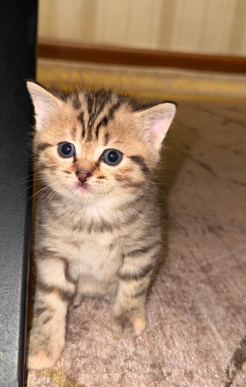 4 Britse Korthaar kittens te koop, Dieren en Toebehoren, Katten en Kittens | Raskatten | Korthaar, Meerdere dieren