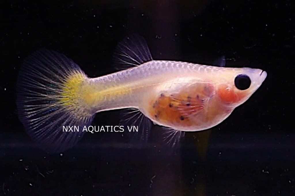 GRASS BELLY GUPPIES GEZOCHT, Vis