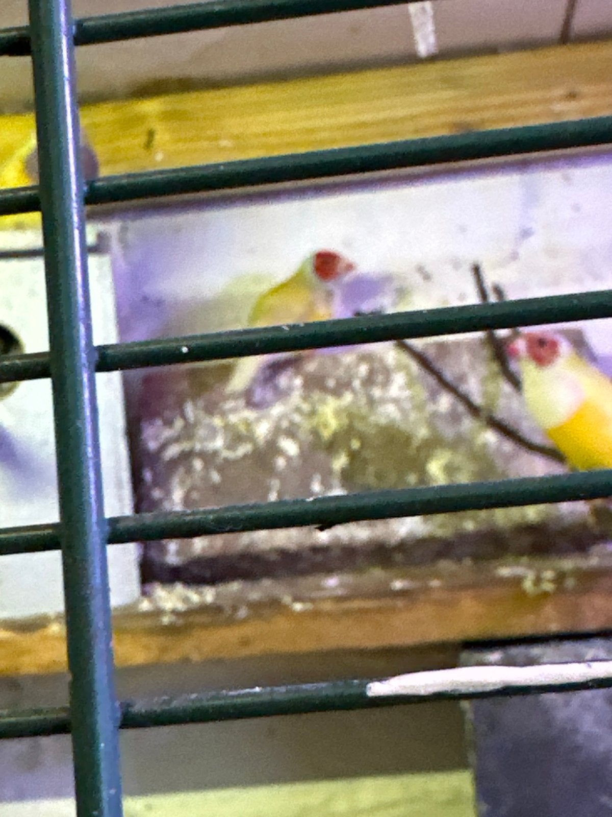 Te koop gezond vogels, Dieren en Toebehoren, Vogels | Overige Vogels