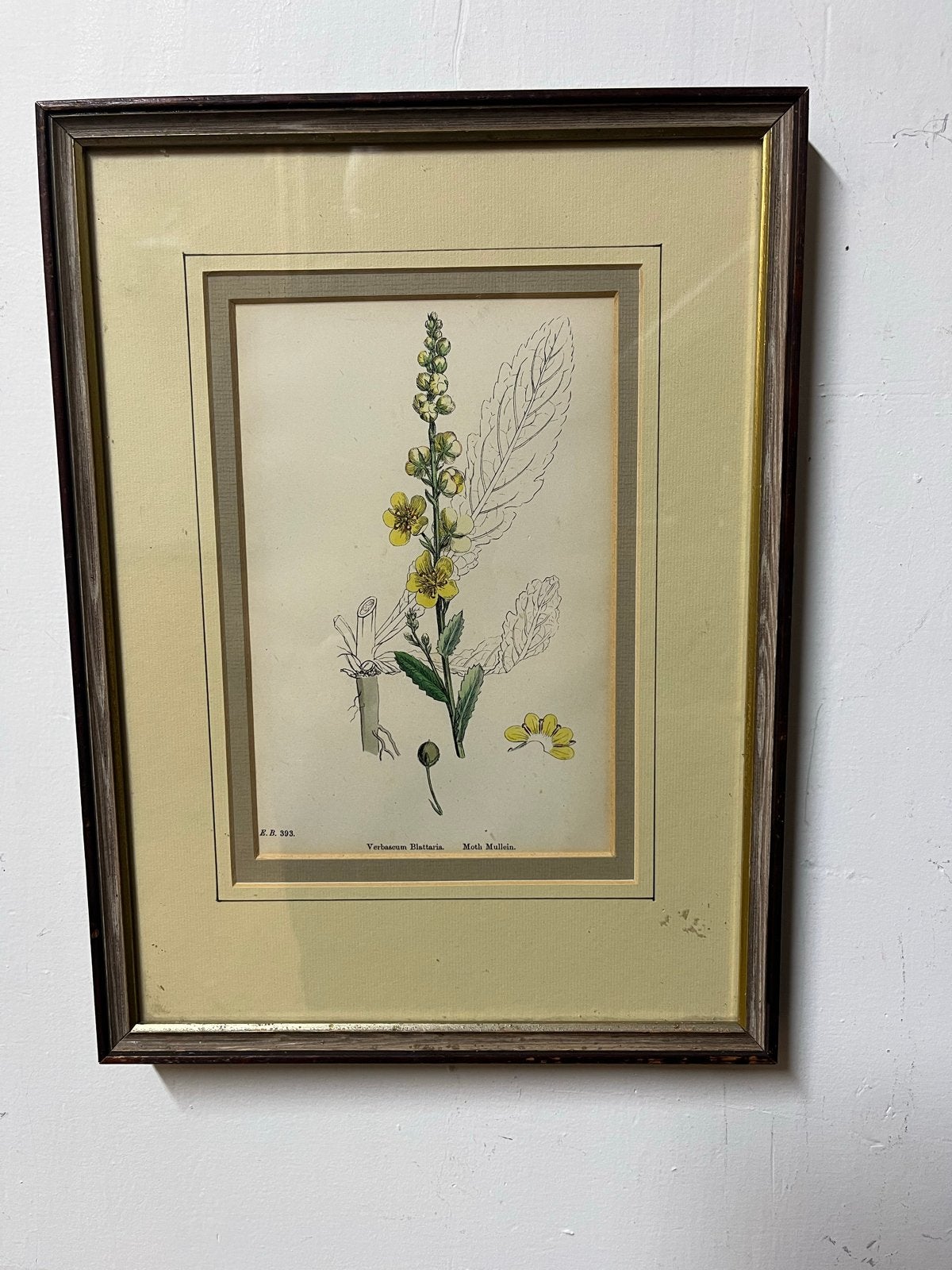 Botanische Print: Verbascum Blattaria (Mottenkoning), Ophalen of Verzenden, Print, Prent, Achter glas