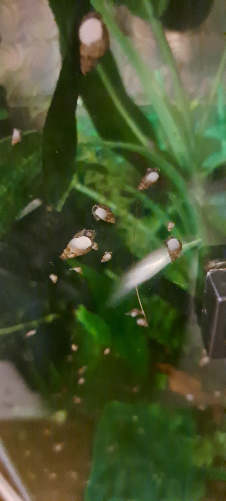 Aquarium slakken, Slak of Weekdier, Zoetwatervis
