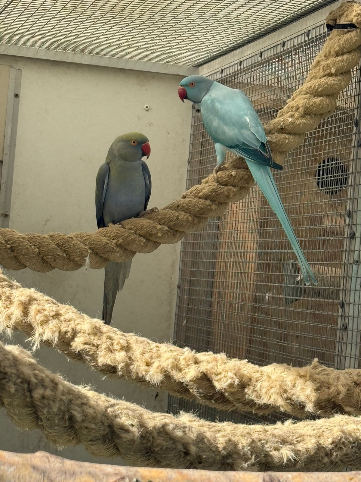 Halsband parkiet, Meerdere dieren, Parkiet, Geringd