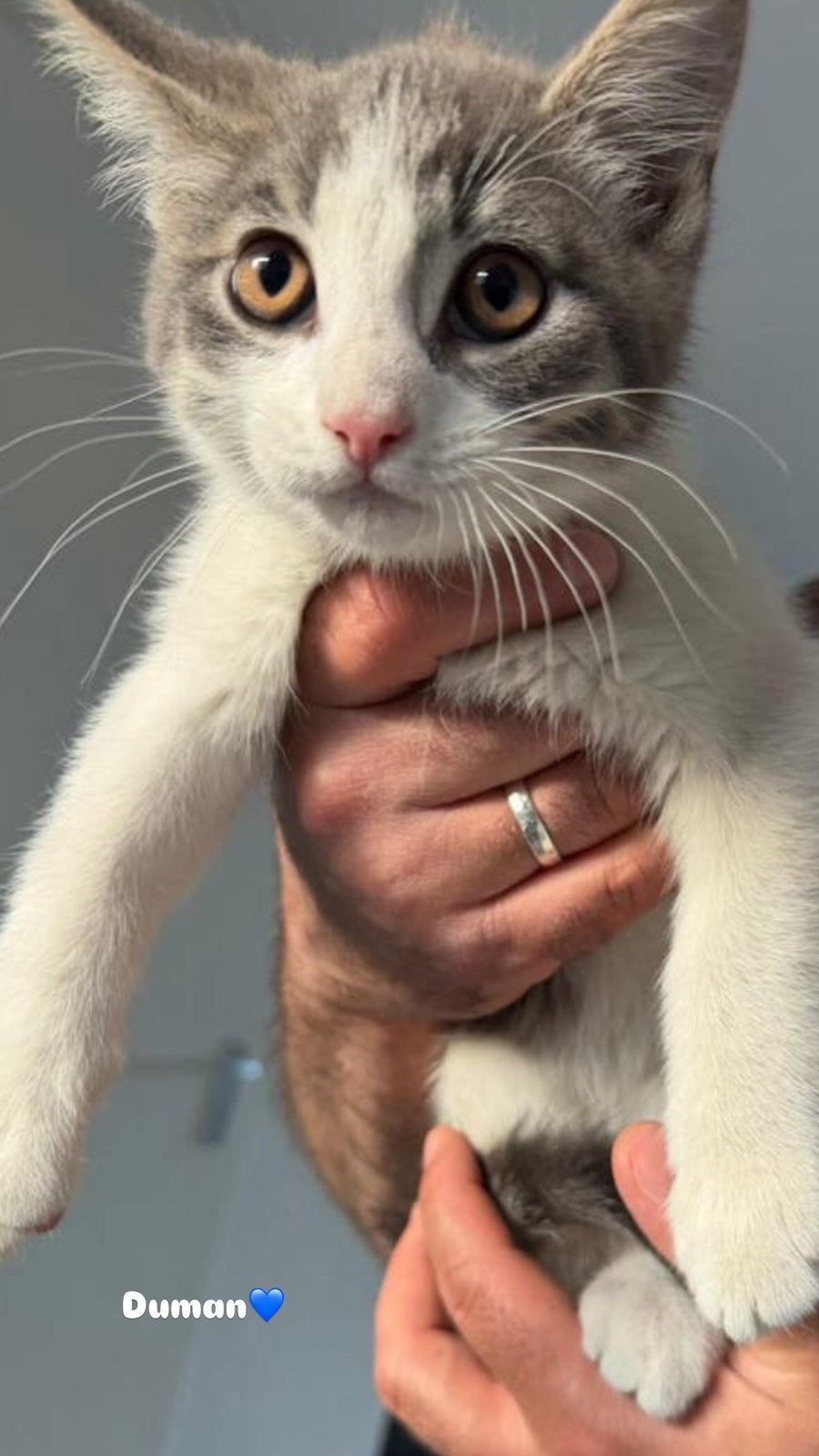 Halve maincoon kitten 3 maand, Dieren en Toebehoren, Kater