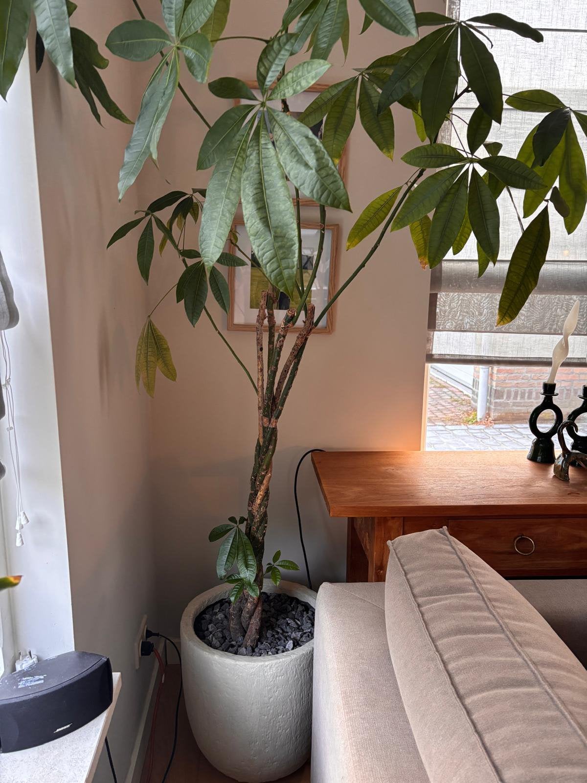 Plant, Ophalen, Halfschaduw, Minder dan 100 cm