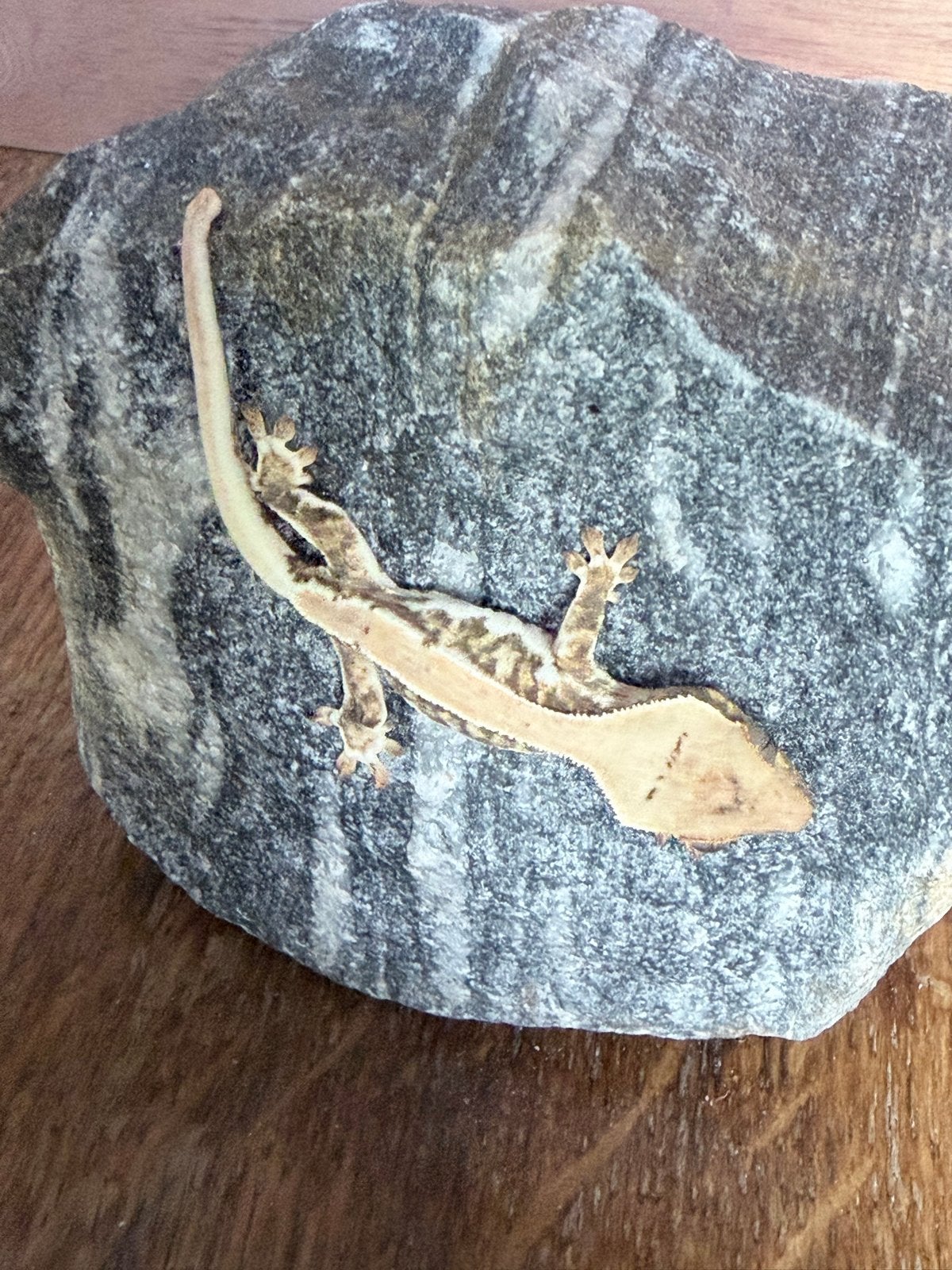 Wimper gekko Harlequin / Cream Harlequin Crested Gecko - unknown for sale from OH.