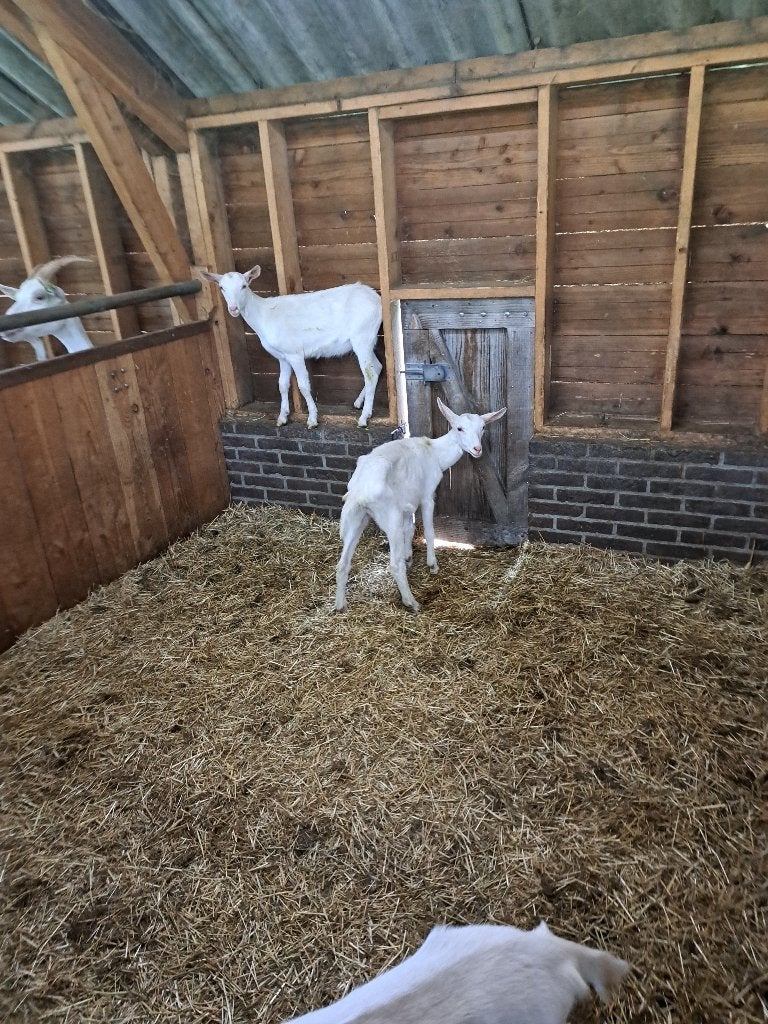 3 geitlammeren te koop. 1, Vrouwelijk, Geit, 0 tot 2 jaar