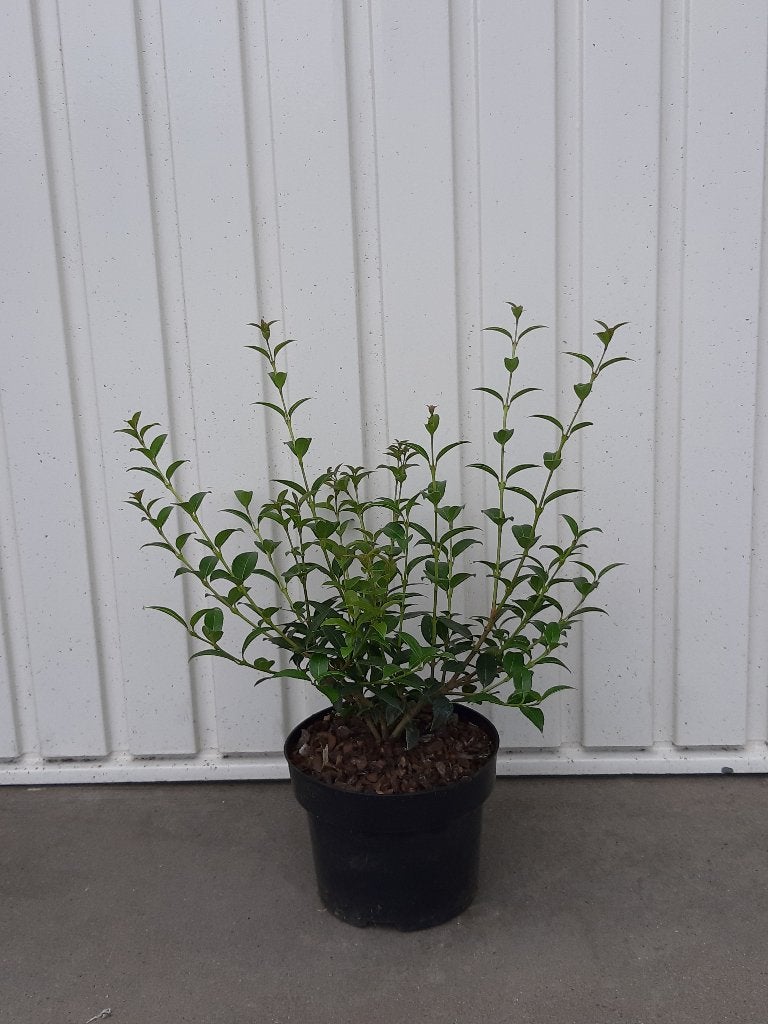 Osmanthus x burkwoodii (schijnhulst), Vaste plant, Halfschaduw, Lente, Ophalen