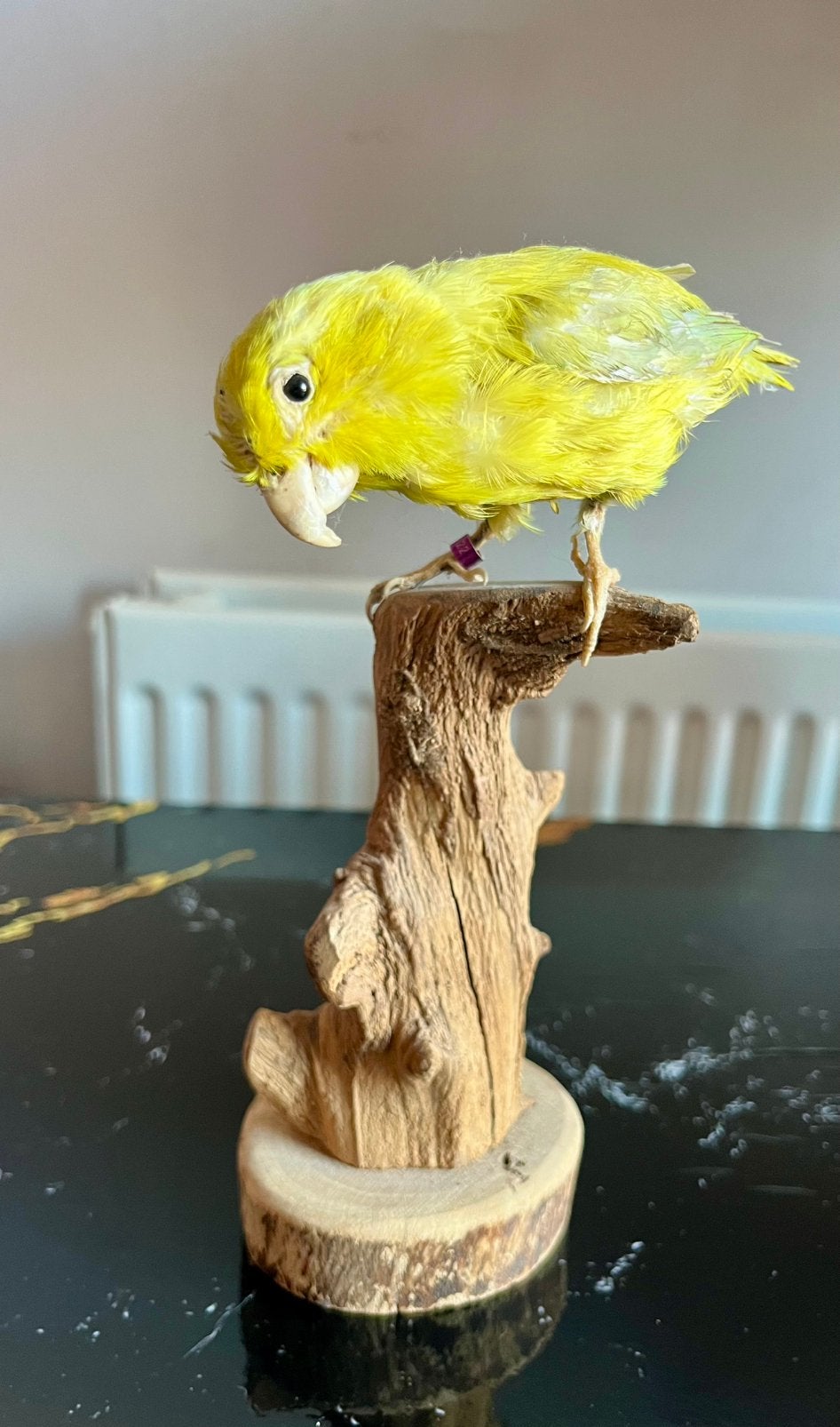 Parkiet opgezet op stok stok is 15 cm, Dieren en Toebehoren, Mannelijk, Parkiet