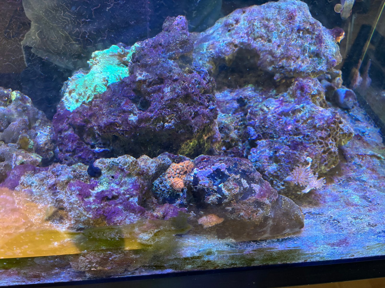 5 kg levend steen met koraal begroeiing zeeaquarium, Dieren en Toebehoren, Overige typen