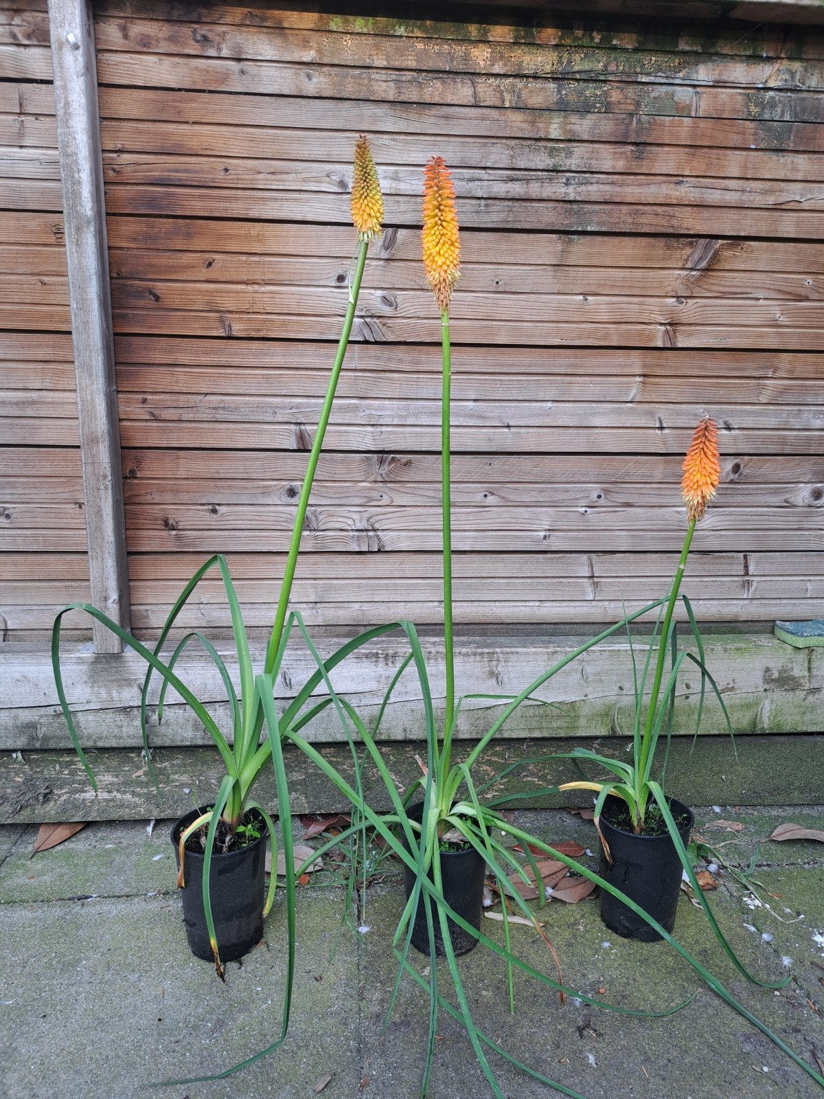 Kniphofia alcazar, Ophalen, Overige soorten, Volle zon