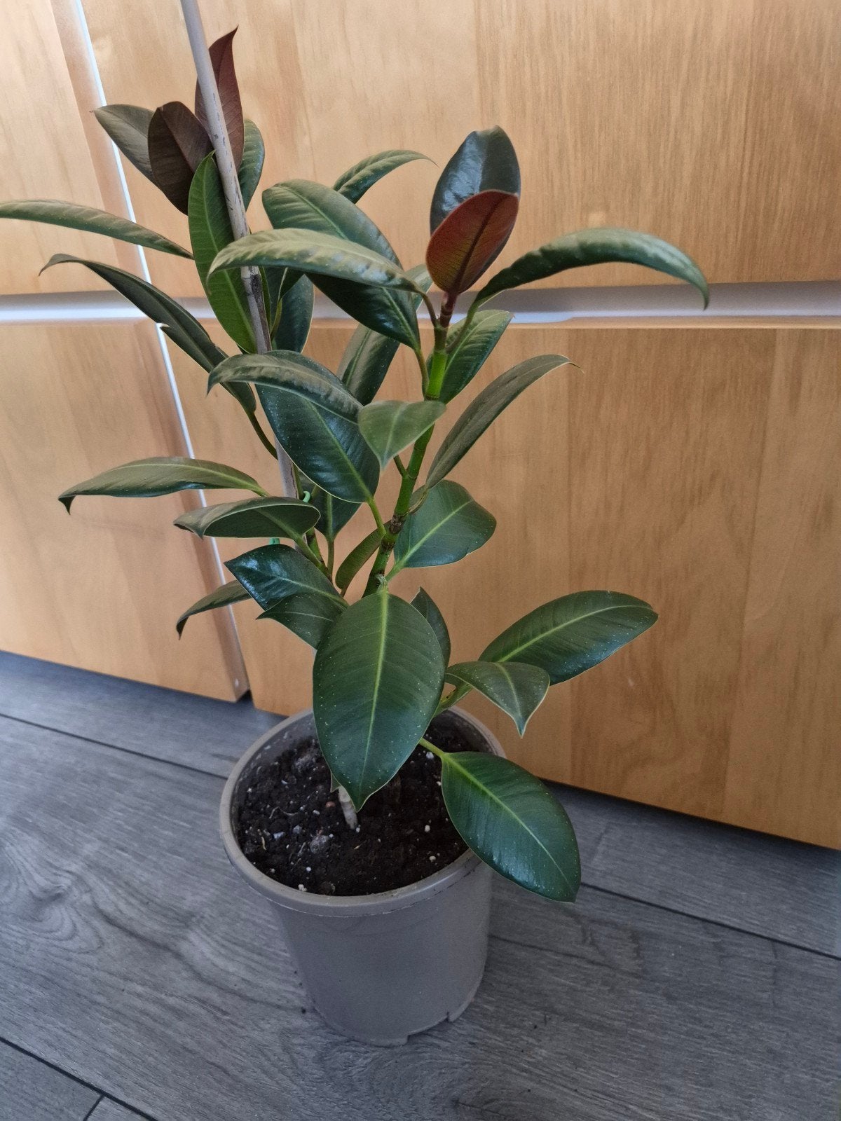 Ficus elastica - Rubberplant/stek, Ophalen, Ficus, Halfschaduw, Minder dan 100 cm