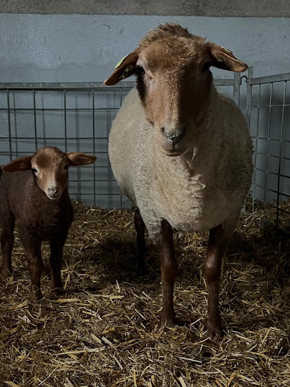 Coburger fuchs  boklam te koop!, Dieren en Toebehoren, Mannelijk, Schaap