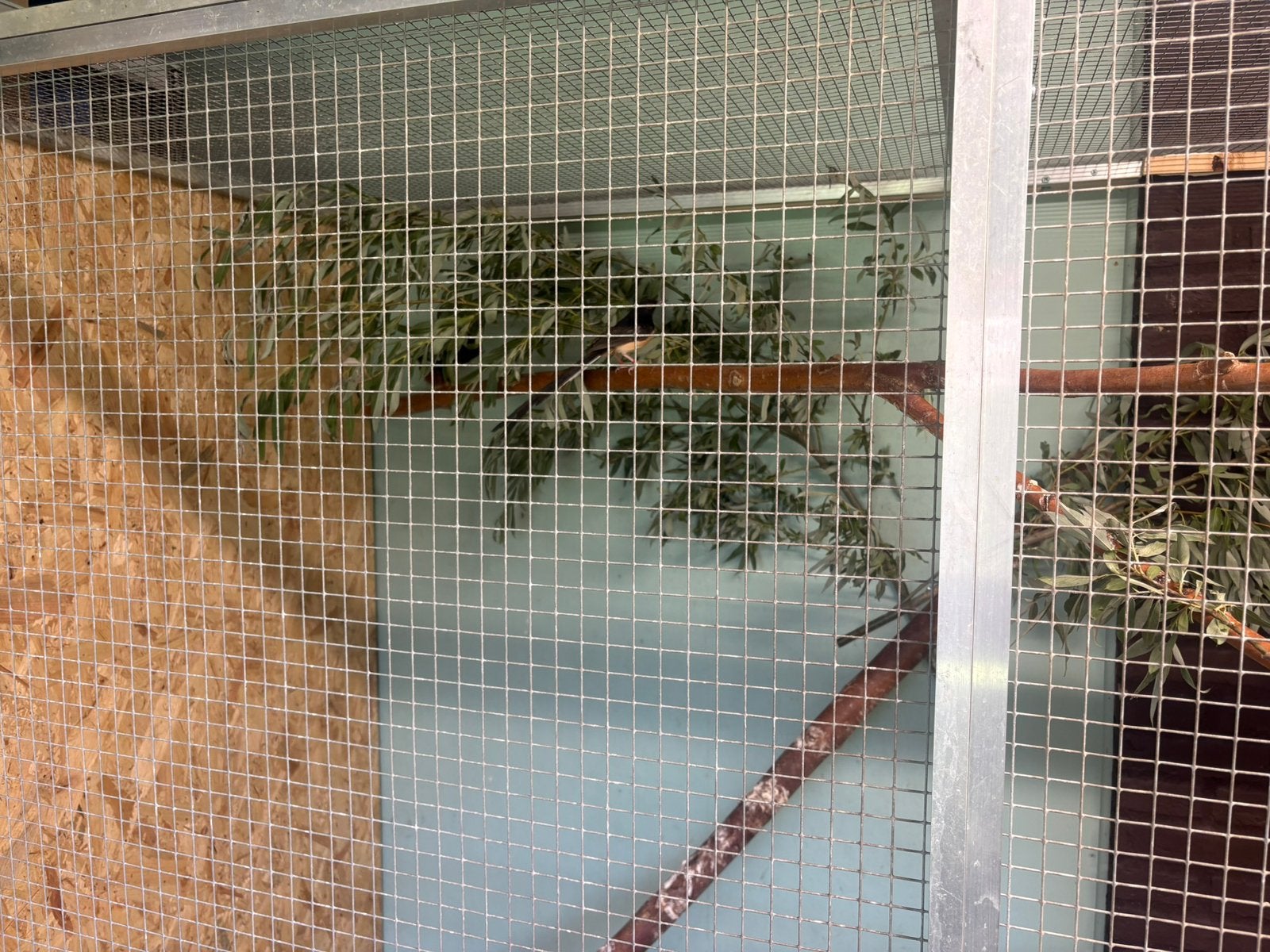 Schamalijster topaas, Dieren en Toebehoren, Meerdere dieren
