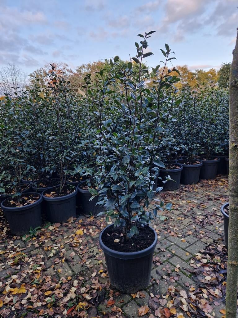 Camellia williamsii 'Celebration' Roze XXL - Winterbloeier, Vaste plant, Halfschaduw, Winter, Ophalen