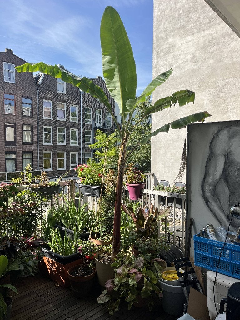 Unieke Grote Variegata Bananenplant Musa 3m Zeer zeldzaam!, Tuin en Terras, Vaste plant, Bloeit niet, Halfschaduw, Ophalen