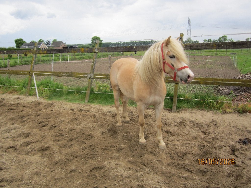 4 jarige Haflinger ruin, Dieren en Toebehoren, Pony's, E pony (1.48m - 1.57m), Met stamboom, Ruin, Dressuurpony