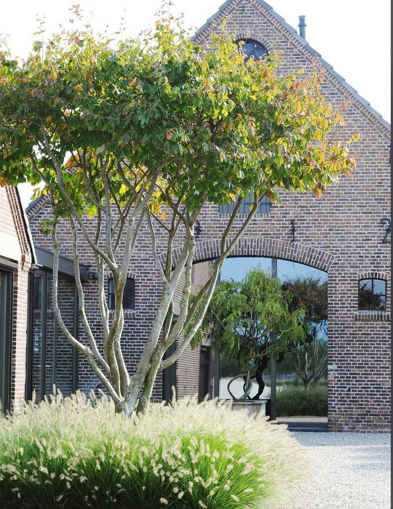 Snoei service bomen (bolboom, leiboom, leipeer, bolesdoorn), Ophalen, Lente, Volle zon, Overige soorten